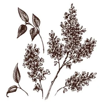 Vector graphic flowers Stock Illustration