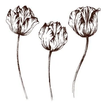 Vector graphic flowers Stock Illustration