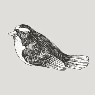 Vector graphic hand drawn bird on retro graphic style. Ink drawing, vintage Stock Illustration