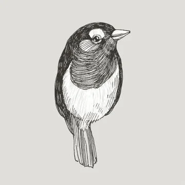 Vector graphic hand drawn robin bird on retro graphic style. Ink drawing Stock Illustration