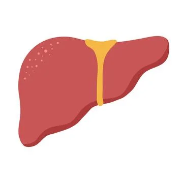 Vector graphic of human liver Illustrazione stock