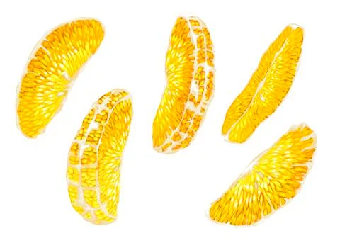 Vector graphic set with citrus orange fruit tree slices of different shapes Stock Illustration