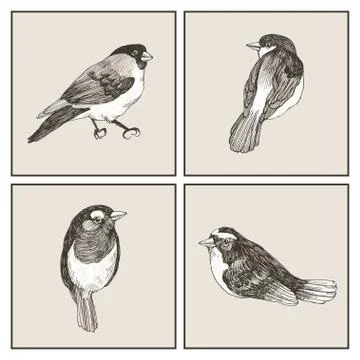 Vector graphic set of hand drawn birds on grey background. Ink drawing, graphic Illustrazione stock