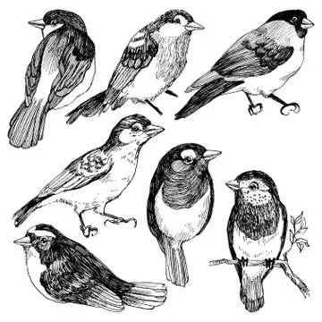 Vector graphic set of hand drawn birds on white background. Ink drawing, graphic Stock Illustration