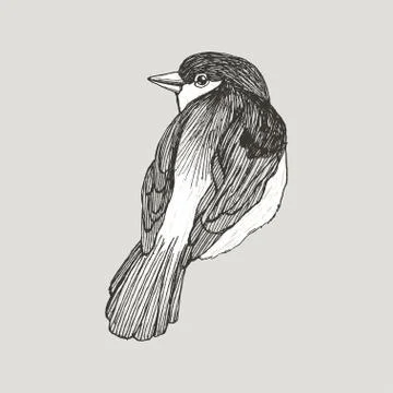 Vector graphic sparrow hand drawn bird on retro graphic style. Ink drawing Stock Illustration