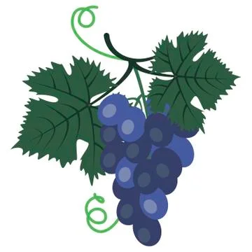 Vector graphics clipart Bunch of Blue Grape Stock Illustration