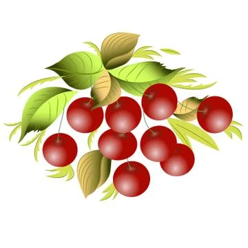 Vector graphics clipart Cherry Stock Illustration