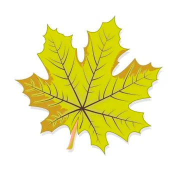 Vector graphics clipart Greenish Maple Leaf Stock Illustration