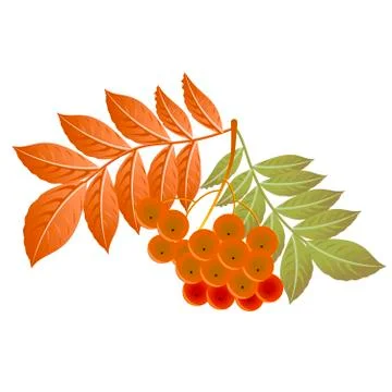 Vector graphics clipart Small Bunch of Rowan Stock Illustration