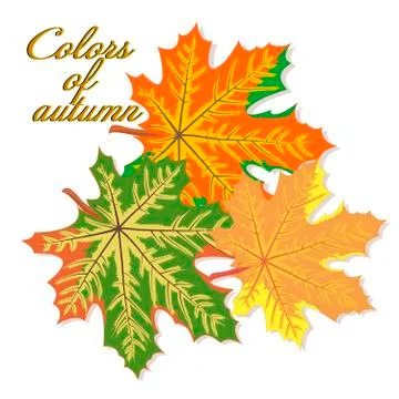 Vector graphics clipart Three Maple Leaf Stock Illustration