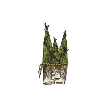 Vector graphics with green bamboo shoots tied with thread in the style of a g Illustrazione stock