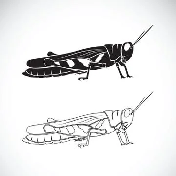 Vector of grasshopper on white background. Insect Animal. Stockillustratie