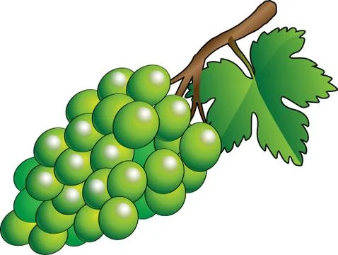 Vector green bunch of grapes - Illustration Stock Illustration