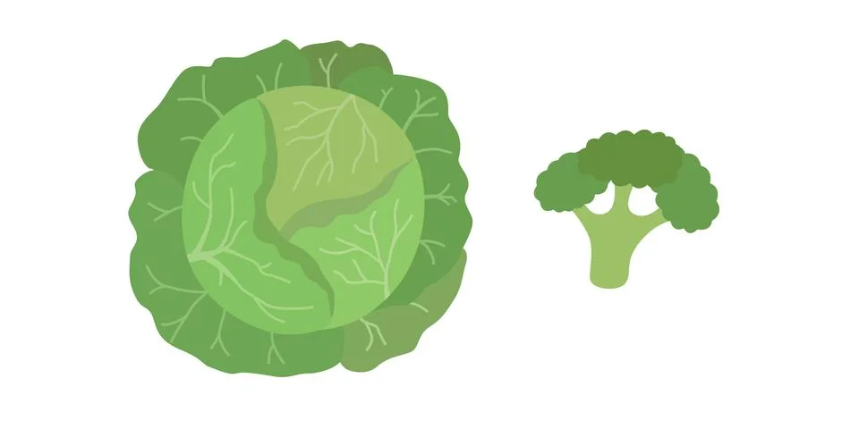 Vector green cabbage and broccoli Stock Illustration