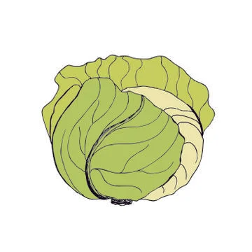 Vector green cabbage. Cabbage clipart. Vector vegetable. Vector illustration. Ilustración de archivo
