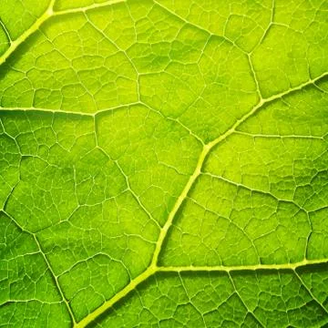 Vector green leaf macro background. EPS 10 Stock Illustration