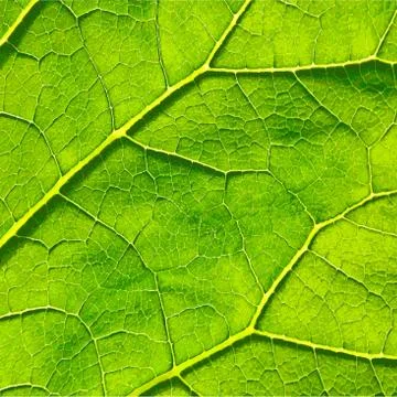 Vector green leaf macro background. EPS 8 Stock Illustration