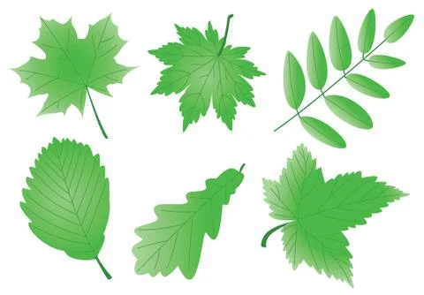 Vector green leaves Stock Illustration