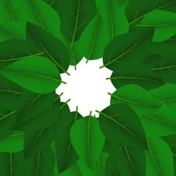 Vector : Green leaves on white background Stock Illustration