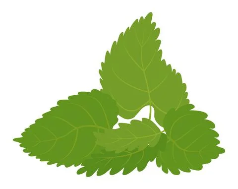 Vector green mint leaves isolated on white Illustrazione stock