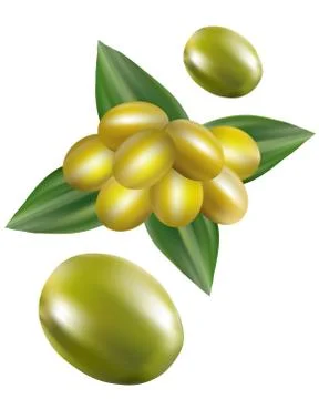 Vector Green olives with leaves Stock-Illustration