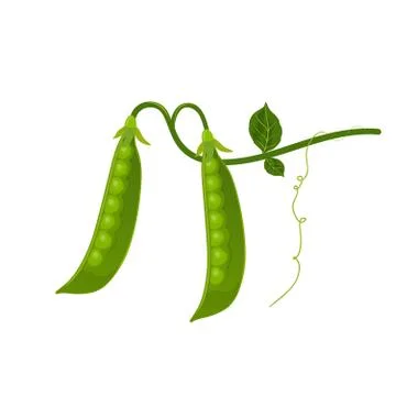 Vector Green Pea イラスト素材
