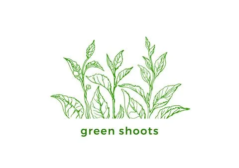 Vector green tea. Spring fresh design. Ecology label, bio sticker Stock Illustration