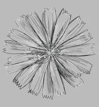 Vector grey flower Cichorium Stock Illustration
