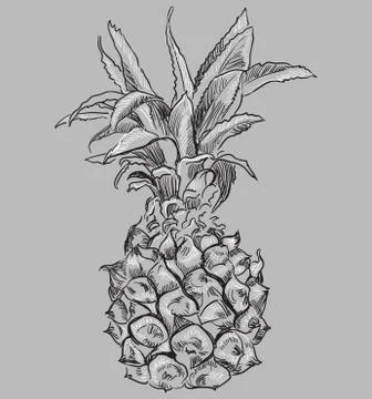 Vector grey fruit-Pineapple. Stock Illustration
