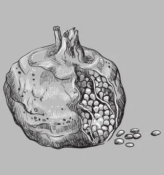 Vector grey fruit-pomegranate.  Stock Illustration