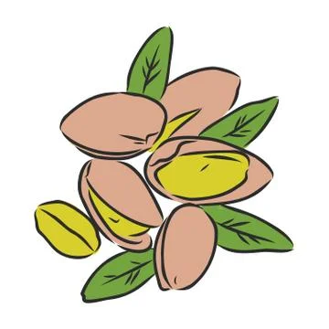 Vector group of pistachio nuts, isolated on a white background Stock Illustration
