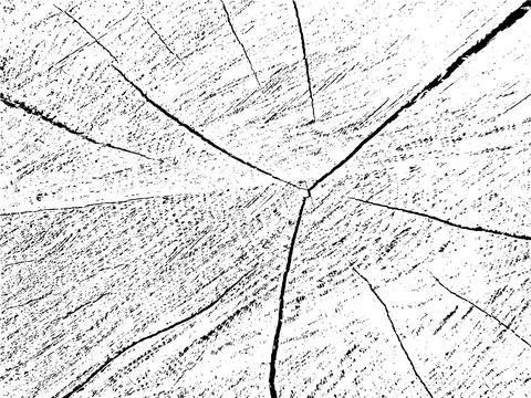 Vector grunge texture of an ash tree cross-section 스톡 일러스트