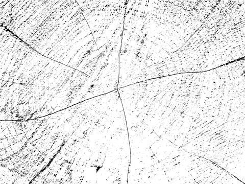 Vector grunge texture of aspen tree cross-section with cracks 스톡 일러스트