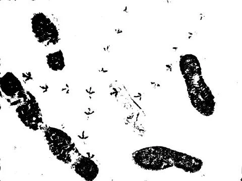 Vector grunge texture of bird paw prints and human boots on snow 스톡 일러스트