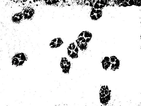 Vector grunge texture of dog paw prints on wet snow Stock-Illustration