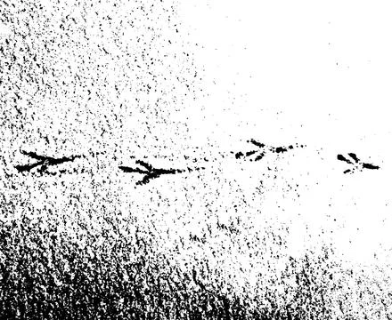 Vector grunge texture of footprints of bird paws on snow Stock-Illustration
