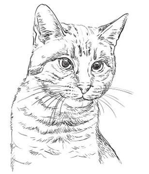Vector hand drawing cat,part 2 Stock Illustration