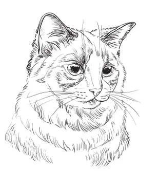 Vector hand drawing cat,part 5 Stock Illustration