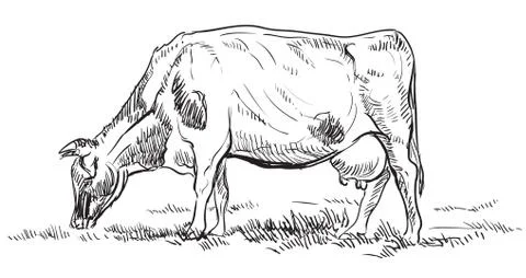 Vector hand drawing cow, part2 Stock Illustration