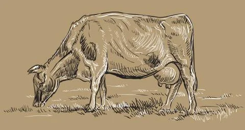 Vector hand drawing cow, part2 Illustrazione stock