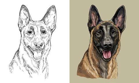 Vector hand drawing dog Belgian shepherd monochrome and color Illustrazione stock