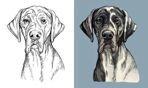 Vector hand drawing dog Great dane monochrome and color Stock Illustration