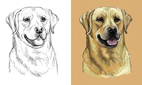 Vector hand drawing dog labrador retriever monochrome and color Stock Illustration
