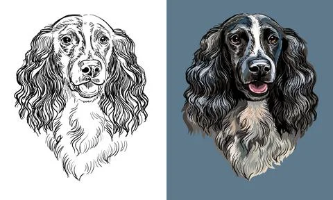Vector hand drawing dog spaniel monochrome and color Stock Illustration