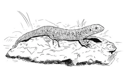 Vector Hand Drawing of Female Sand Lizard Sitting on Stone Stock-Illustration