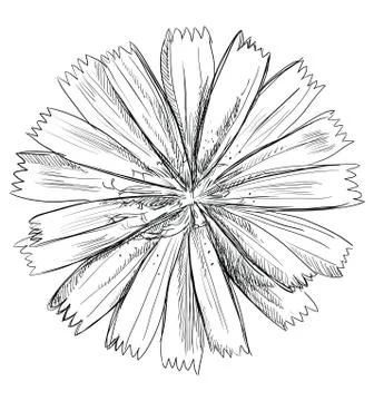 Vector hand drawing flower Cichorium  Stock Illustration