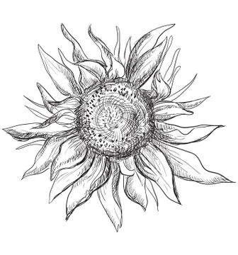 Vector hand drawing flower Sunflower Illustrazione stock