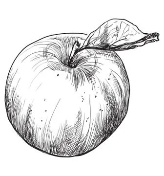 Vector hand drawing fruit-apple Illustrazione stock