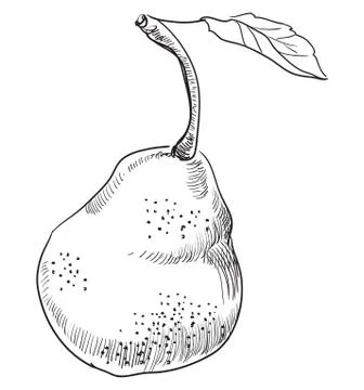 Vector hand drawing fruit-pear Stock Illustration
