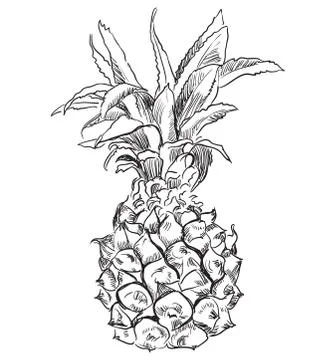 Vector hand drawing fruit-pineapple. Stock Illustration